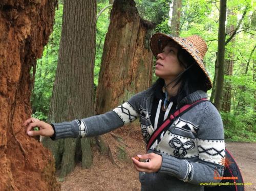  Talking Trees! Indigenous led nature walk in Stanley Park 